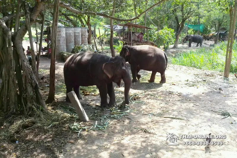 Катание на слонах, Деревня Слонов экскурсия компании Magic Thai Online в Паттайе Таиланде фото 3