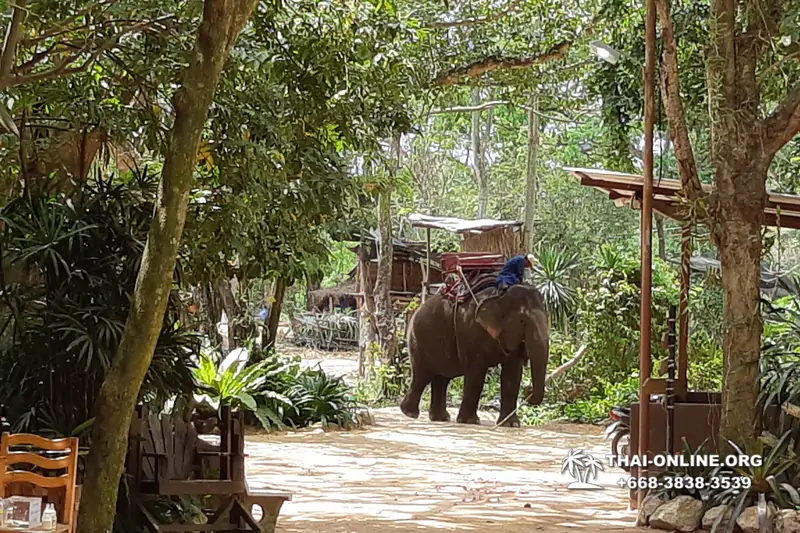Катание на слонах, Деревня Слонов экскурсия компании Magic Thai Online в Паттайе Таиланде фото 8