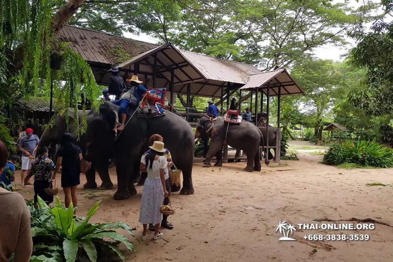 Катание на слонах, Деревня Слонов экскурсия компании Magic Thai Online в Паттайе Таиланде фото 28