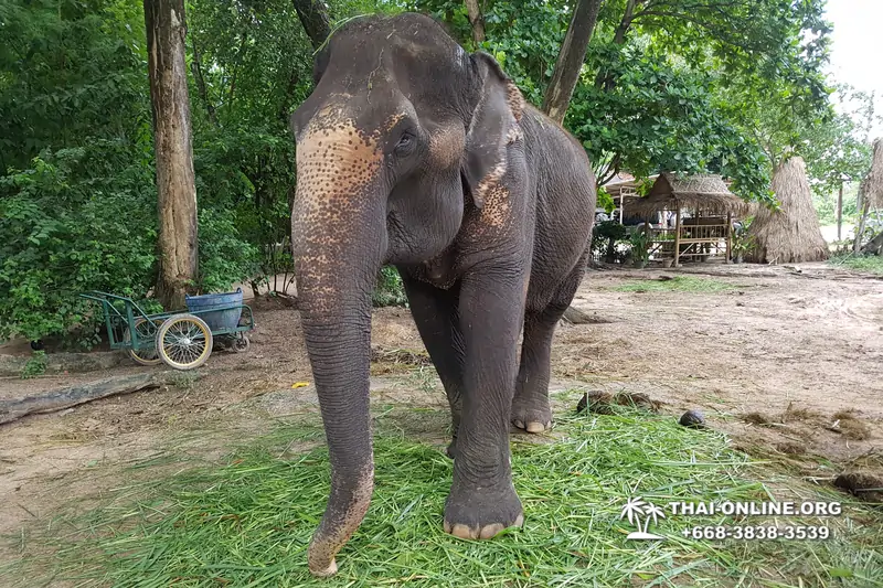 Катание на слонах, Деревня Слонов экскурсия компании Magic Thai Online в Паттайе Таиланде фото 15