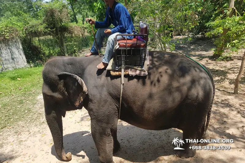 Катание на слонах, Деревня Слонов экскурсия компании Magic Thai Online в Паттайе Таиланде фото 1