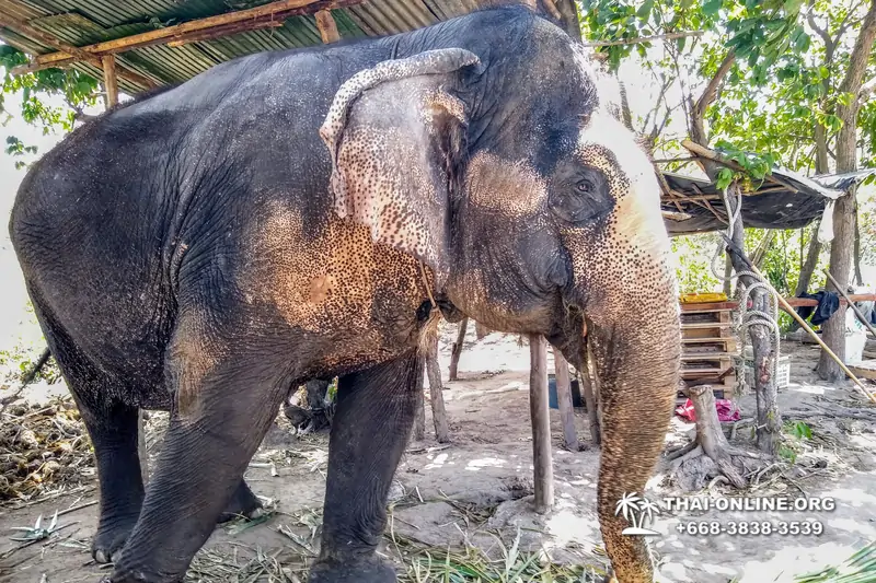 Катание на слонах, Деревня Слонов экскурсия компании Magic Thai Online в Паттайе Таиланде фото 18