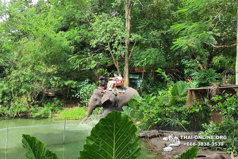 Катание на слонах, Деревня Слонов экскурсия компании Magic Thai Online в Паттайе Таиланде фото 13