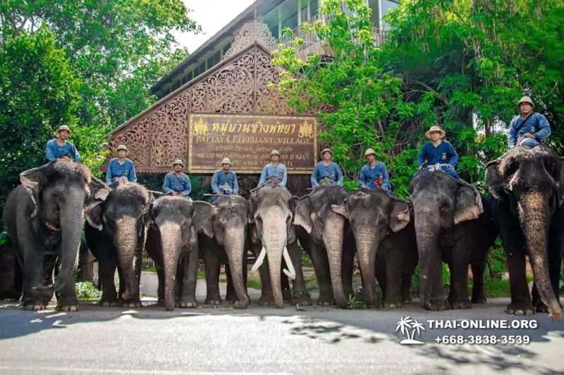 Катание на слонах, Деревня Слонов экскурсия компании Magic Thai Online в Паттайе Таиланде фото 20