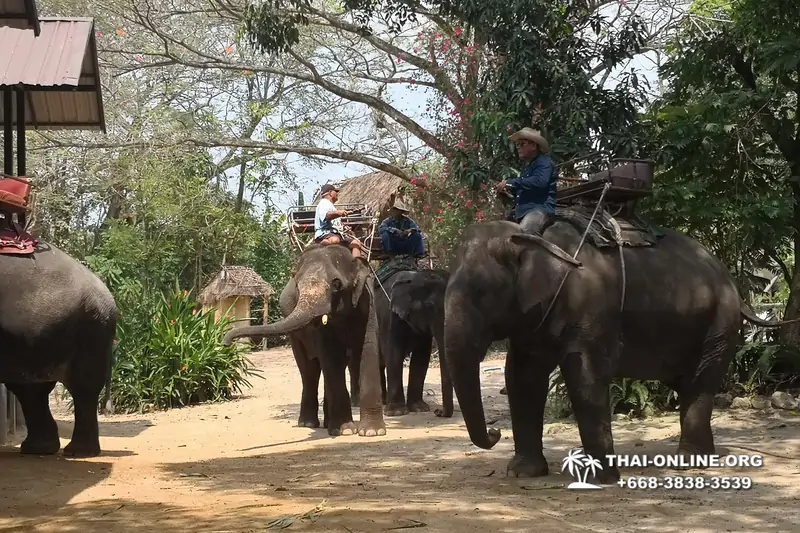 Катание на слонах, Деревня Слонов экскурсия компании Magic Thai Online в Паттайе Таиланде фото 33