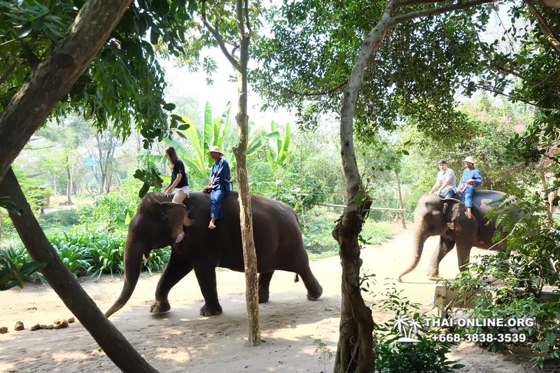 Катание на слонах, Деревня Слонов экскурсия компании Magic Thai Online в Паттайе Таиланде фото 9