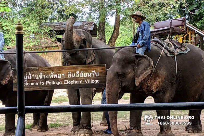 Катание на слонах, Деревня Слонов экскурсия компании Magic Thai Online в Паттайе Таиланде фото 32