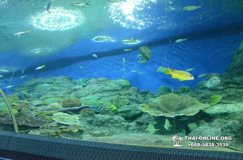 Pattaya Underwater World поездка Тайланд 25