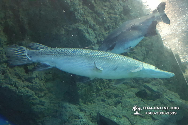 Pattaya Underwater World поездка Seven Countries Патайя Тайланд 102