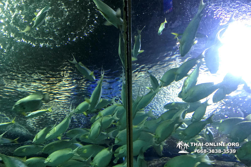 Pattaya Underwater World поездка Тайланд 23