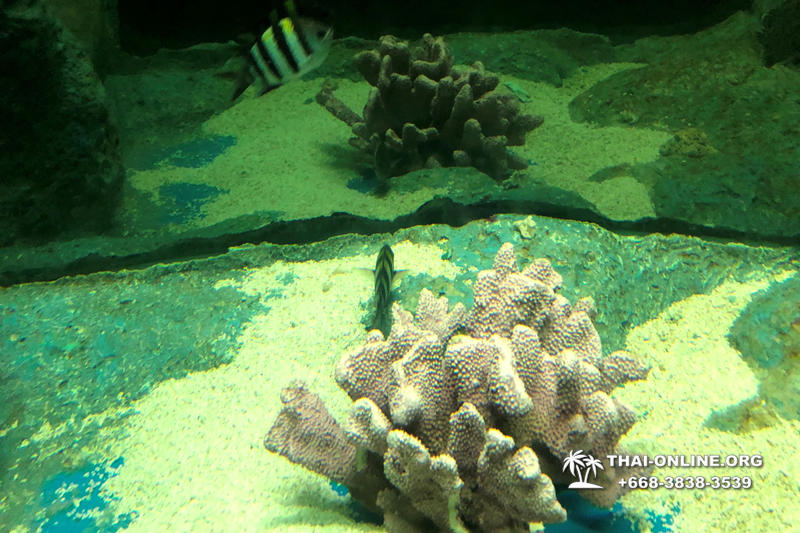 Pattaya Underwater World поездка Тайланд 22