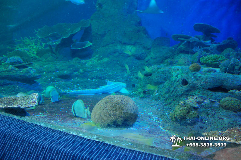 Pattaya Underwater World поездка Тайланд 27