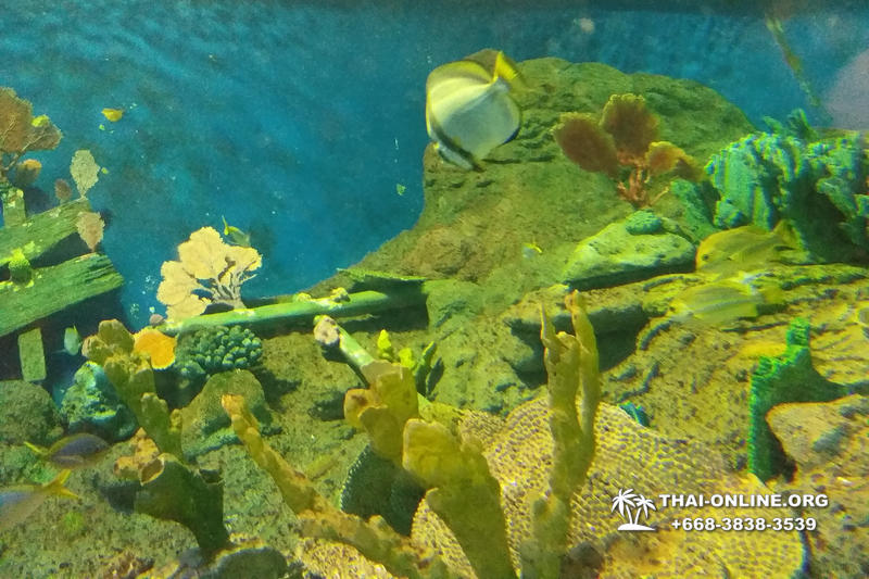 Pattaya Underwater World поездка Тайланд 29