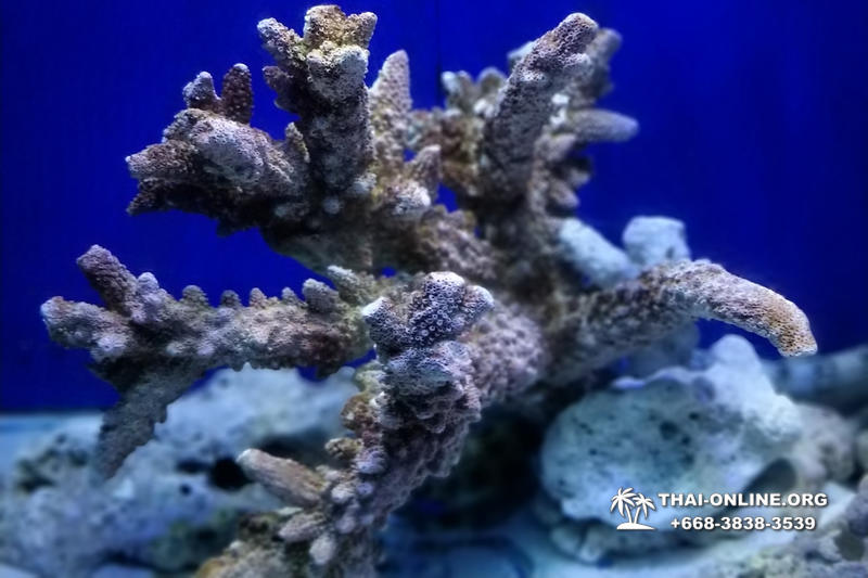 Pattaya Underwater World поездка Seven Countries Патайя Тайланд 105