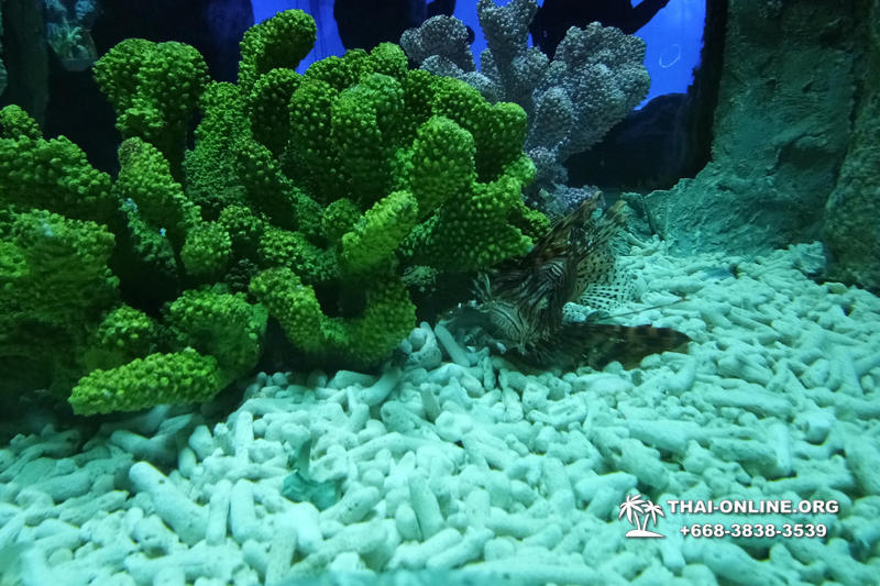 Pattaya Underwater World поездка Тайланд 30