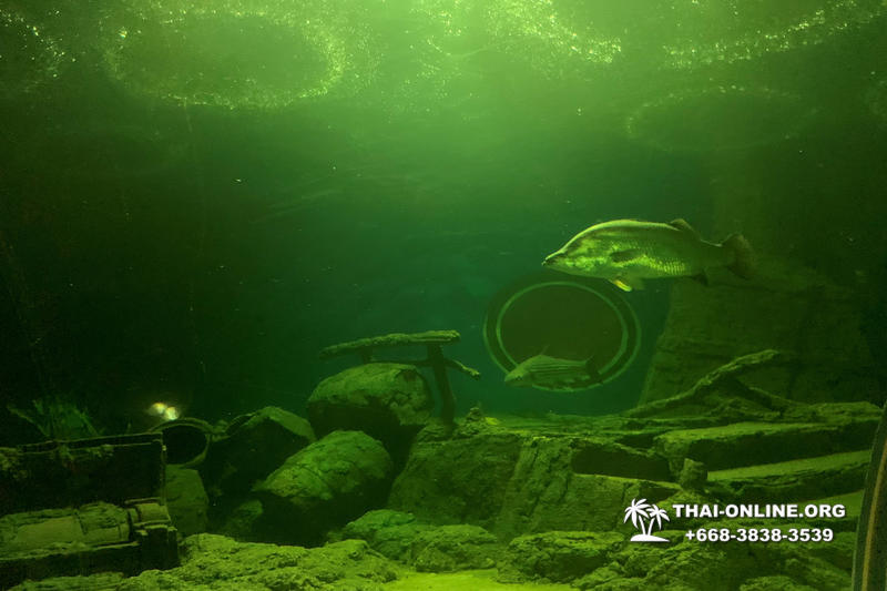 Pattaya Underwater World поездка Seven Countries Патайя Тайланд 124