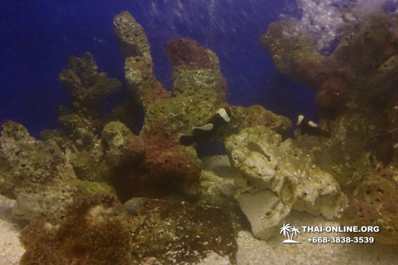 Pattaya Underwater World поездка Seven Countries Патайя Тайланд 117