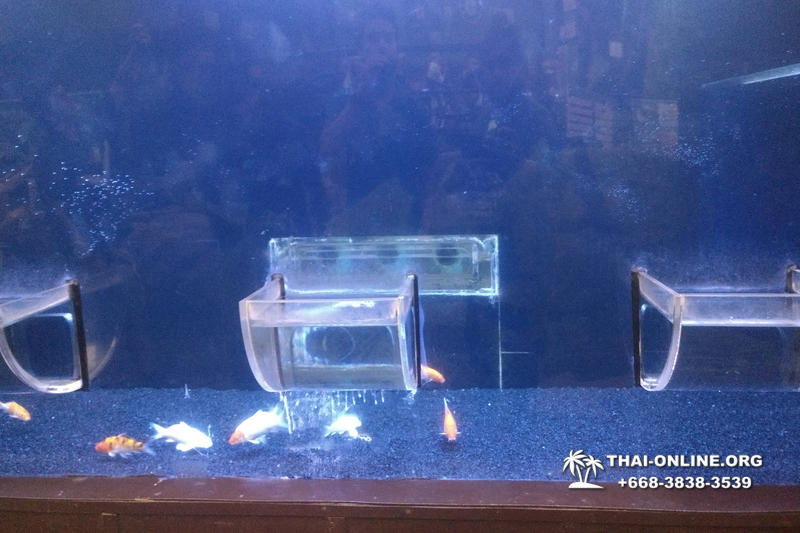 Pattaya Underwater World поездка Seven Countries Патайя Тайланд 108