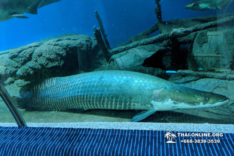 Pattaya Underwater World поездка Тайланд 20