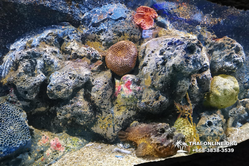 Pattaya Underwater World поездка Тайланд 2