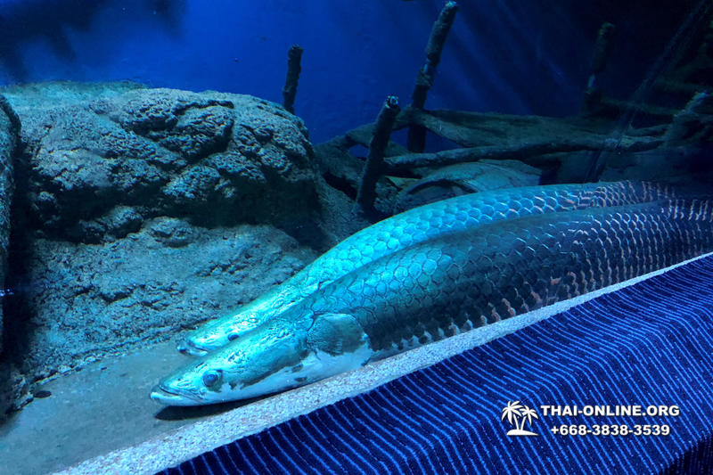 Pattaya Underwater World поездка Тайланд 13