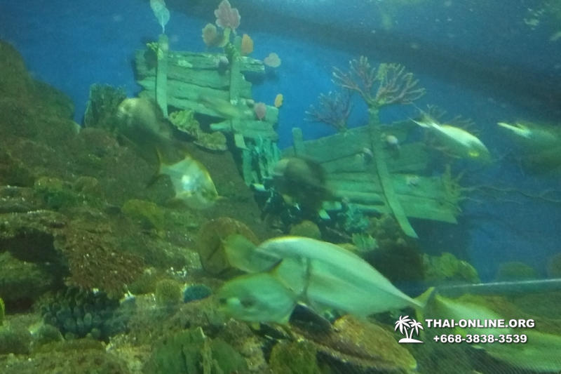Pattaya Underwater World поездка Seven Countries Патайя Тайланд 120