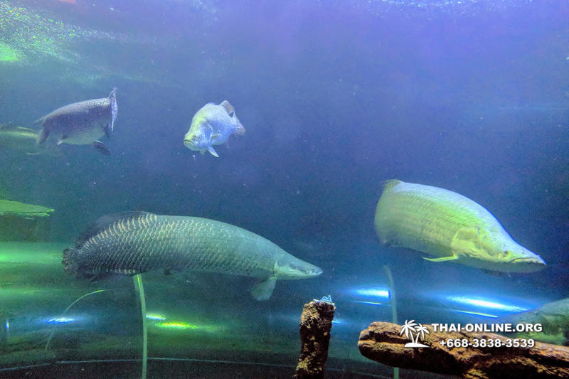Pattaya Underwater World поездка Seven Countries Патайя Тайланд 111