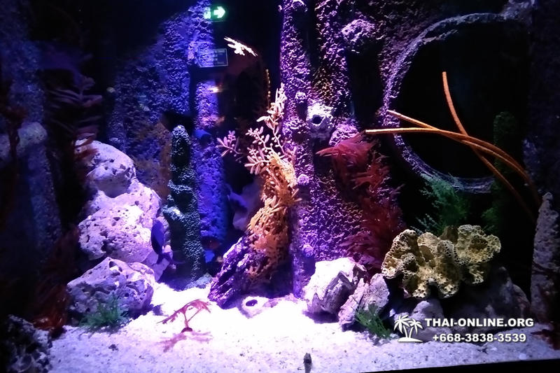 Pattaya Underwater World поездка Тайланд 28
