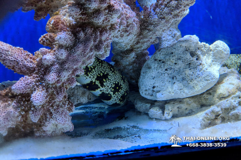 Pattaya Underwater World поездка Тайланд 17