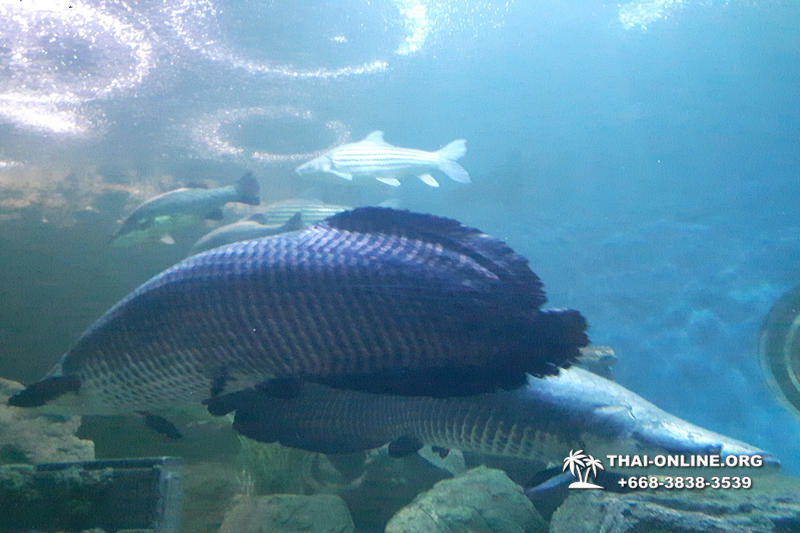 Pattaya Underwater World поездка Seven Countries Патайя Тайланд 116