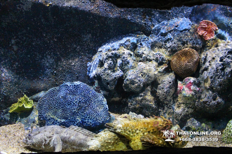 Pattaya Underwater World поездка Тайланд 3