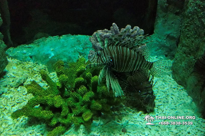 Pattaya Underwater World поездка Тайланд 19