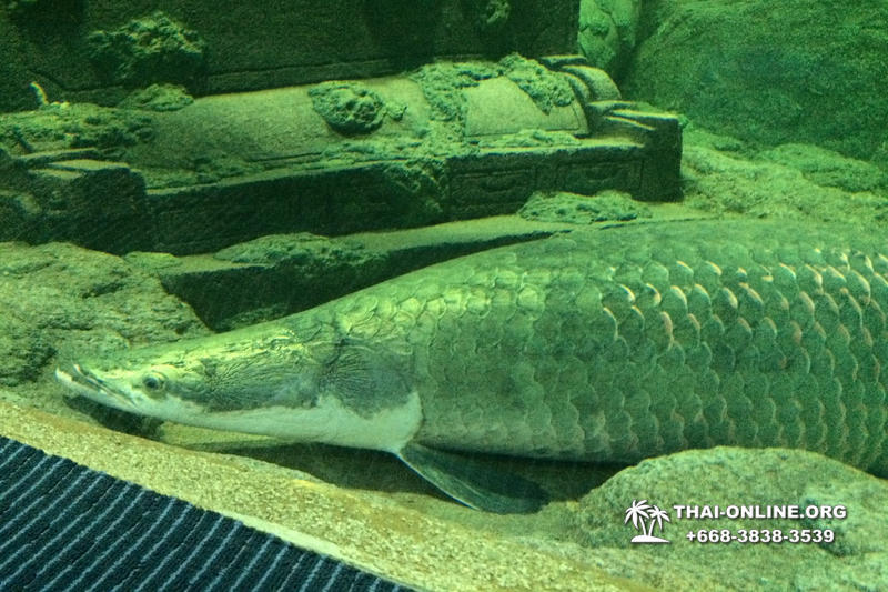 Pattaya Underwater World поездка Тайланд 31