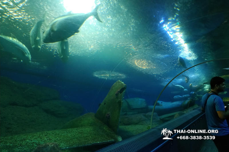 Pattaya Underwater World поездка Seven Countries Патайя Тайланд 106