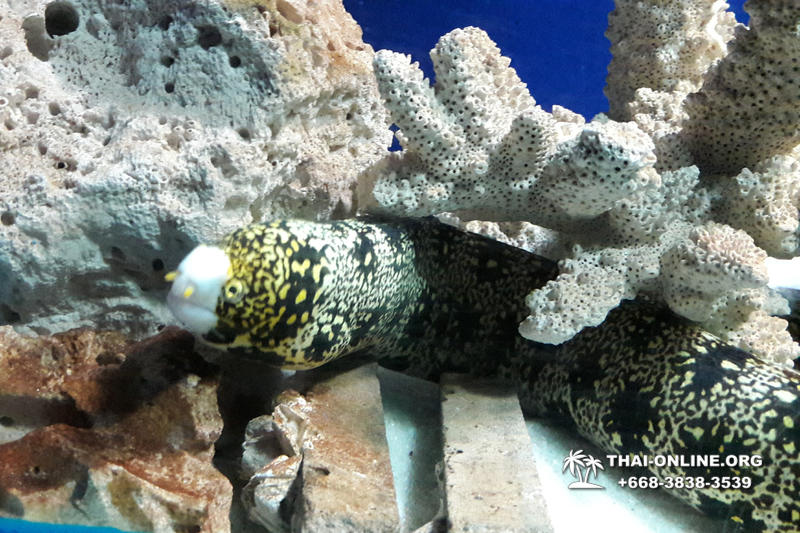 Pattaya Underwater World поездка Тайланд 21