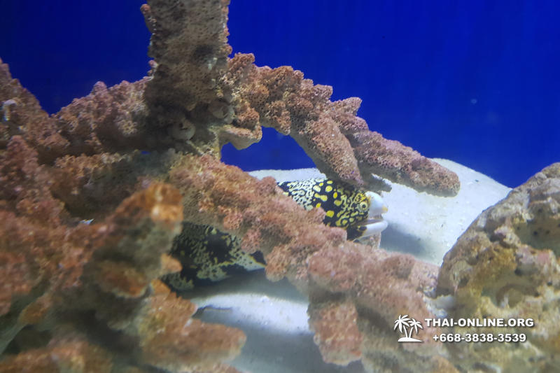 Океанариум Underwater World экскурсия в Паттайе с турагентством Magic Thai Online фото 6
