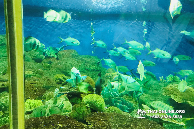 Океанариум Underwater World экскурсия в Паттайе с турагентством Magic Thai Online фото 13