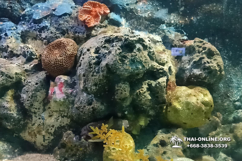 Океанариум Underwater World экскурсия в Паттайе с турагентством Magic Thai Online фото 32