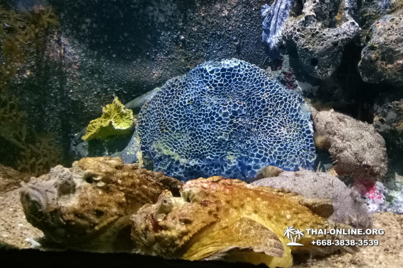 Океанариум Underwater World экскурсия в Паттайе с турагентством Magic Thai Online фото 33
