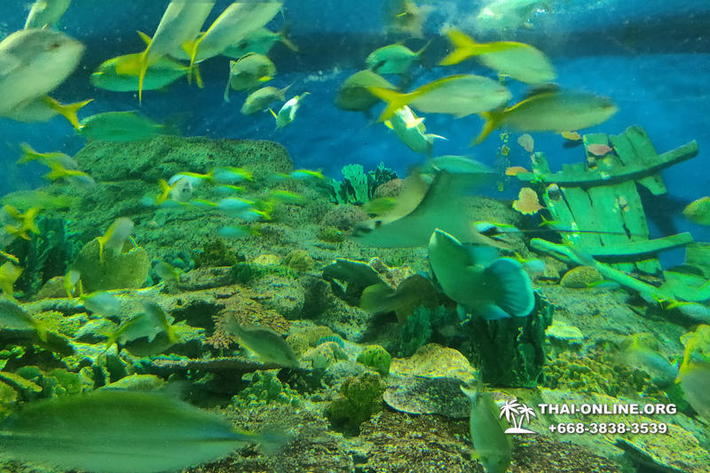 Океанариум Underwater World экскурсия в Паттайе с турагентством Magic Thai Online фото 24
