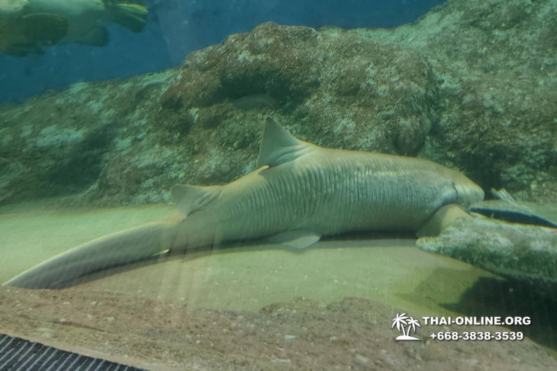 Океанариум Underwater World экскурсия в Паттайе с турагентством Magic Thai Online фото 16