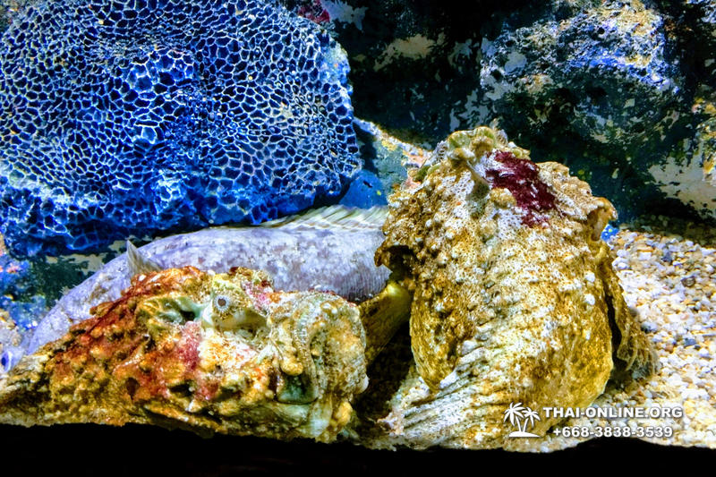 Океанариум Underwater World экскурсия в Паттайе с турагентством Magic Thai Online фото 1
