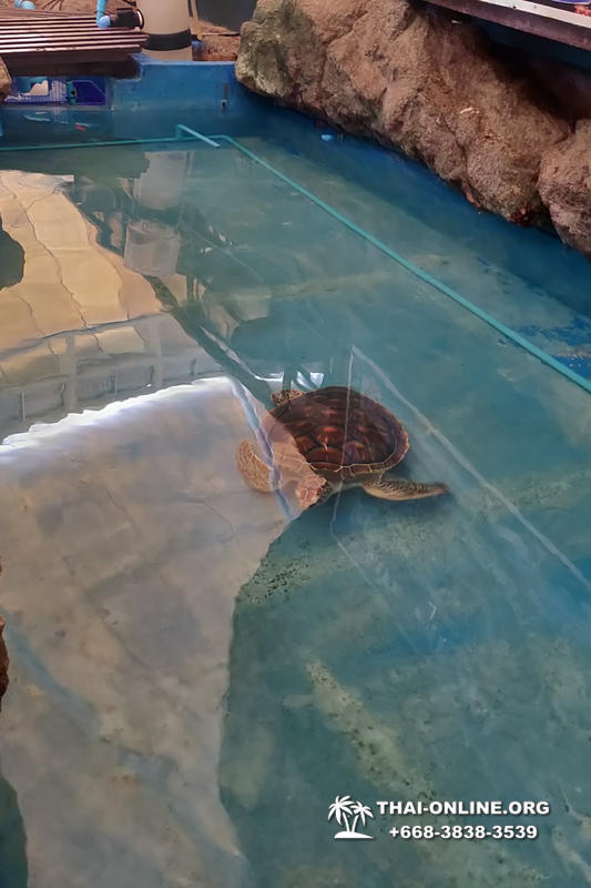 Океанариум Underwater World экскурсия в Паттайе с турагентством Magic Thai Online фото 23