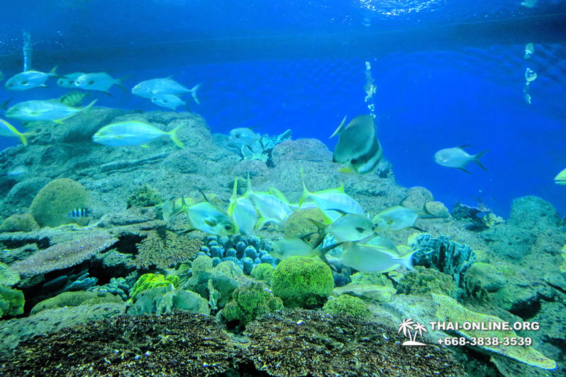 Океанариум Underwater World экскурсия в Паттайе с турагентством Magic Thai Online фото 31