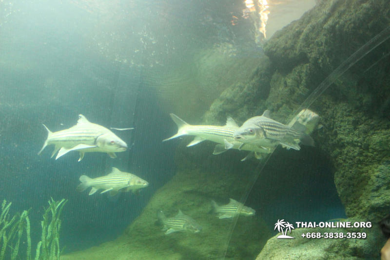 Океанариум Underwater World экскурсия в Паттайе с турагентством Magic Thai Online фото 26