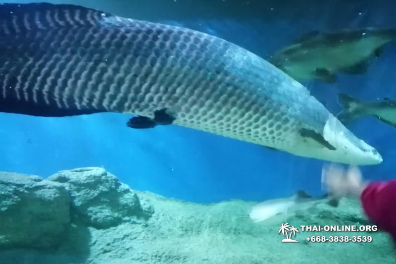 Океанариум Underwater World экскурсия в Паттайе с турагентством Magic Thai Online фото 28