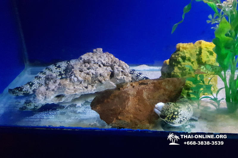 Океанариум Underwater World экскурсия в Паттайе с турагентством Magic Thai Online фото 3