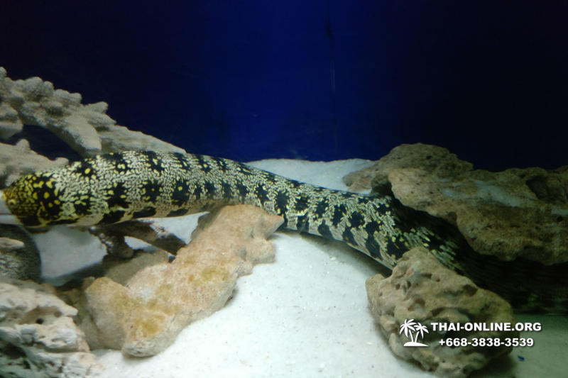 Океанариум Underwater World экскурсия в Паттайе с турагентством Magic Thai Online фото 19