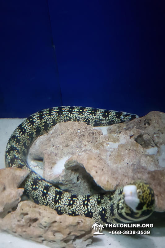 Океанариум Underwater World экскурсия в Паттайе с турагентством Magic Thai Online фото 17