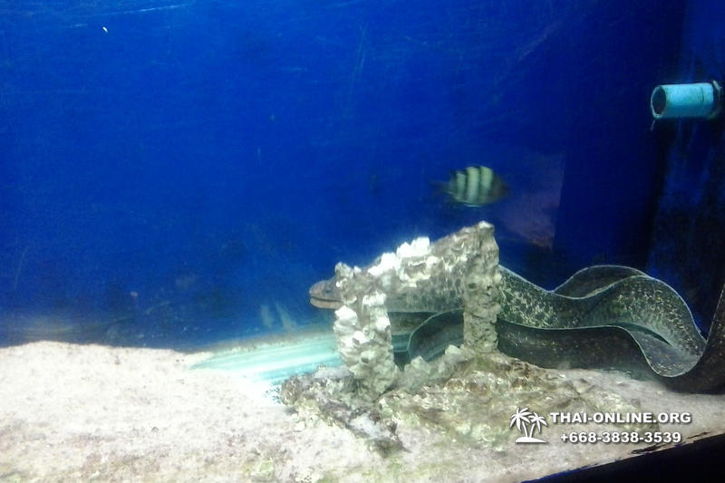 Океанариум Underwater World экскурсия в Паттайе с турагентством Magic Thai Online фото 27